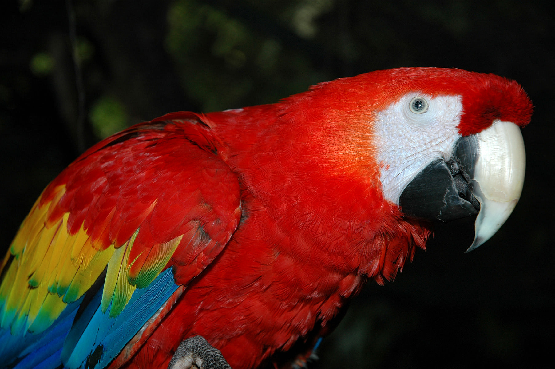 tavle transmission klokke Lyserøde papegøjer i den sydamerikanske kuppel: Randers Regnskov - Tropical  Zoo