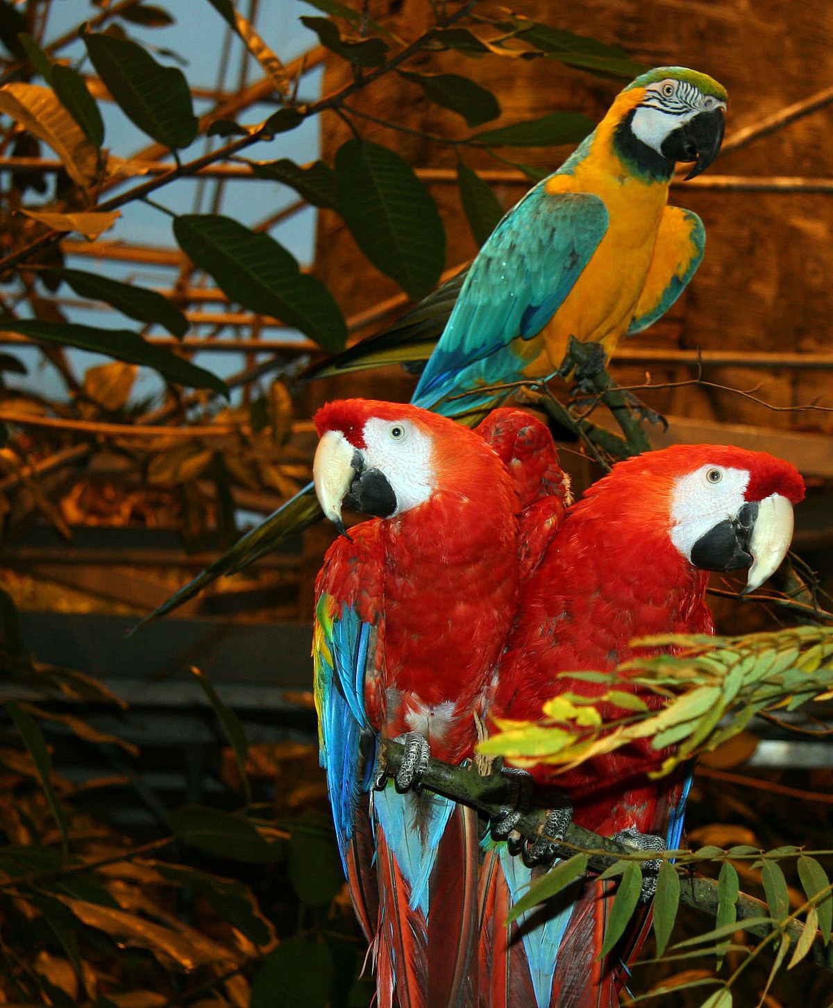 fra udsætningen af lyserød ara: Randers Regnskov - Tropical Zoo