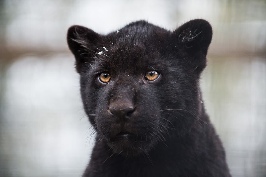 tilnærmelse tage medicin øjenvipper Den sorte panter": Randers Regnskov - Tropical Zoo