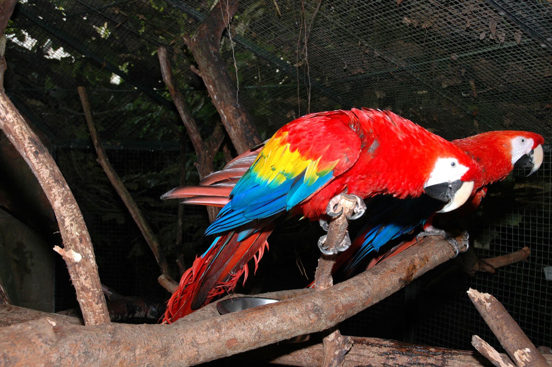 Lyserøde papegøjer i sydamerikanske kuppel: Randers Regnskov - Tropical Zoo