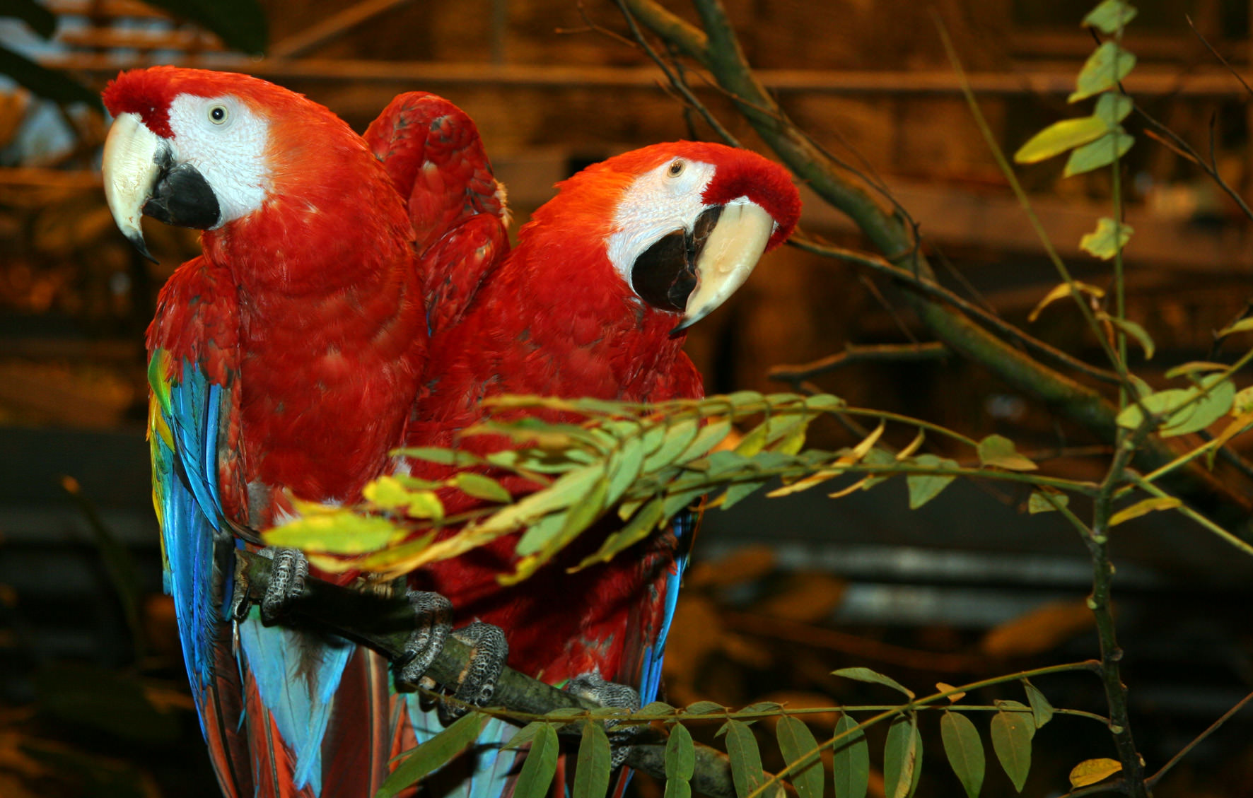 Kor Opdage skud Billeder fra udsætningen af lyserød ara: Randers Regnskov - Tropical Zoo