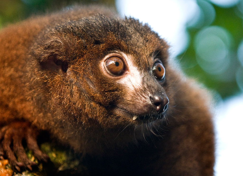 Rødbuget lemur: Randers Regnskov Tropical Zoo