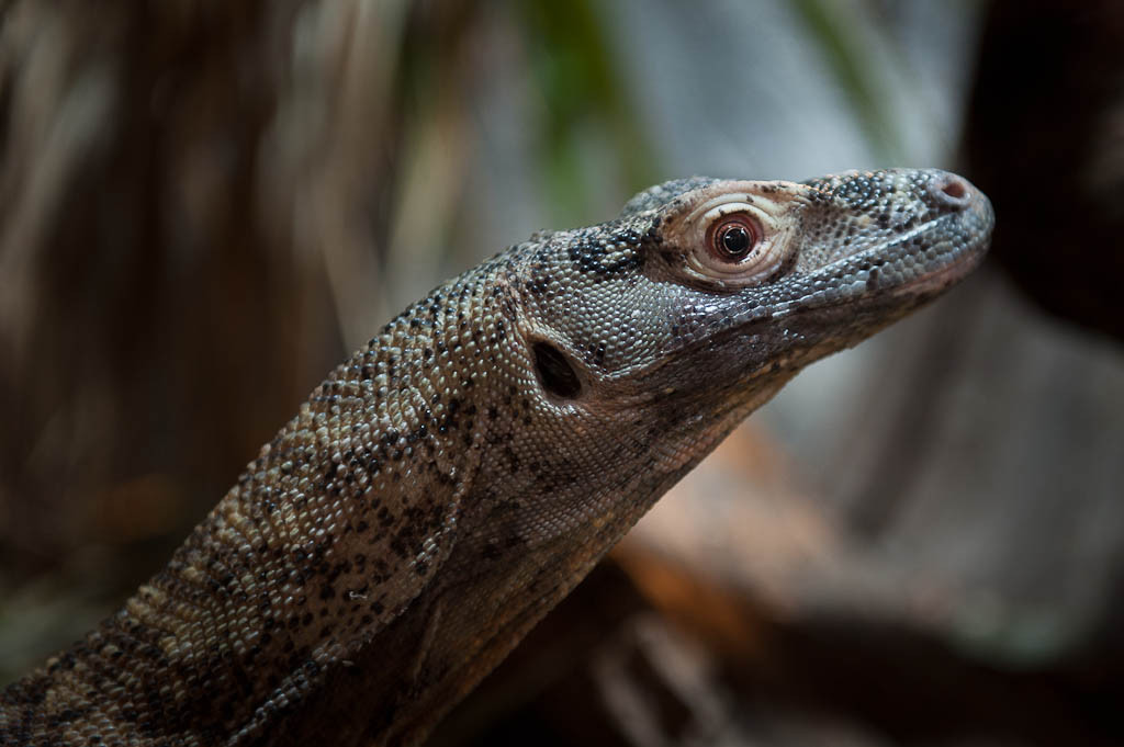 katastrofale bølge Hus Komodovaran: Randers Regnskov - Tropical Zoo