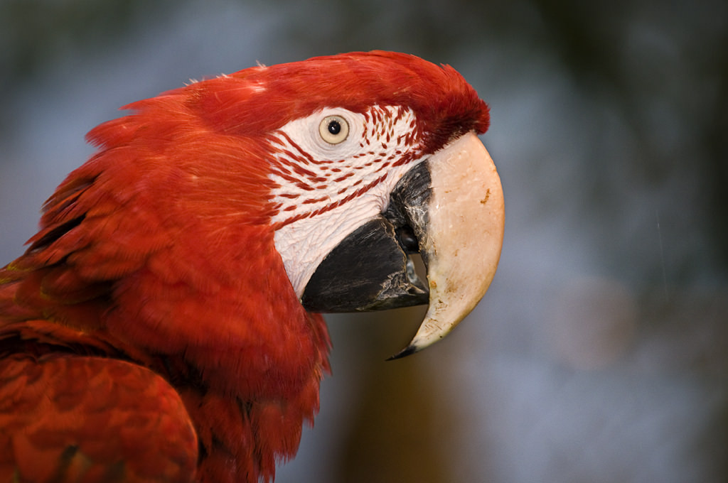 Kommunist Klimatiske bjerge alien Mørkerød ara: Randers Regnskov - Tropical Zoo