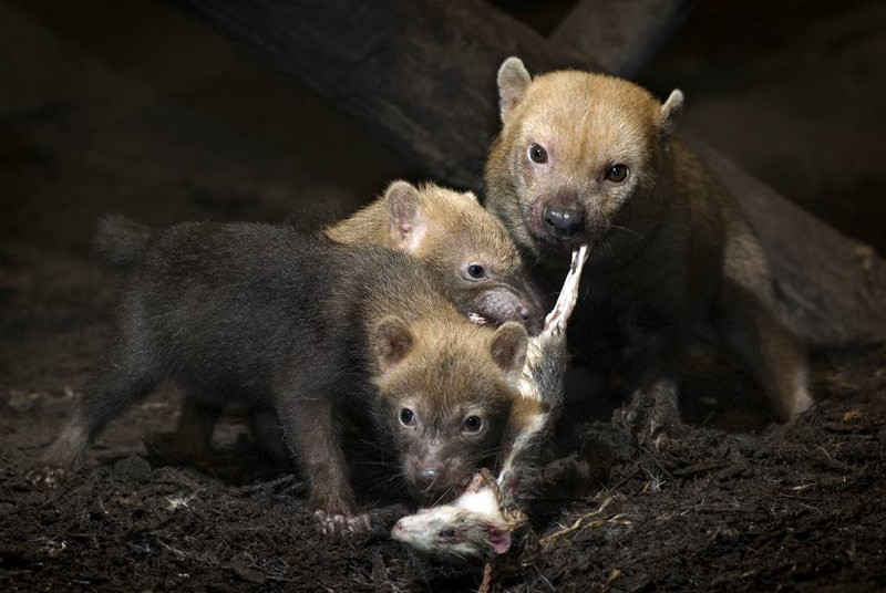 labyrint forurening Stille Skovhund: Randers Regnskov - Tropical Zoo