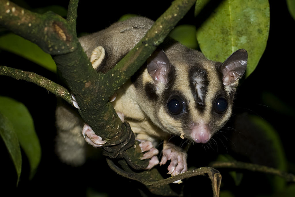 Flyvepungegern: Randers - Tropical Zoo