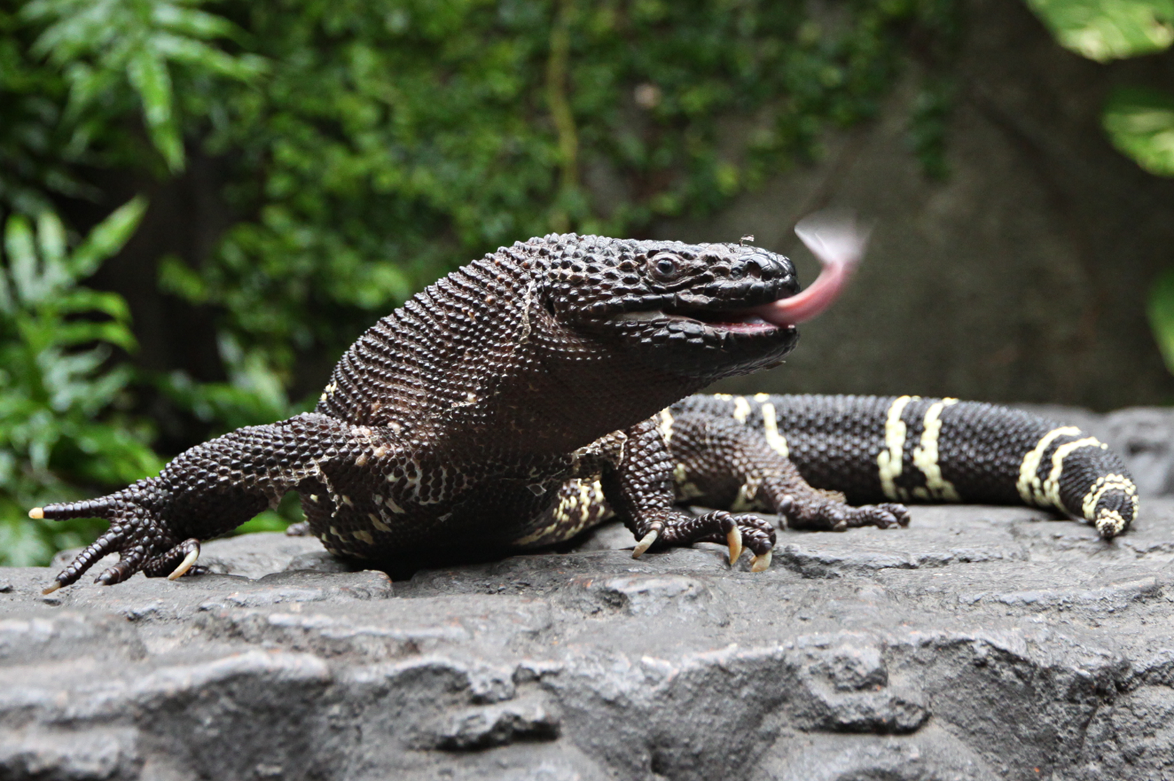 Lære gerningsmanden George Eliot Charlesbogerti vorteøgle: Randers Regnskov - Tropical Zoo