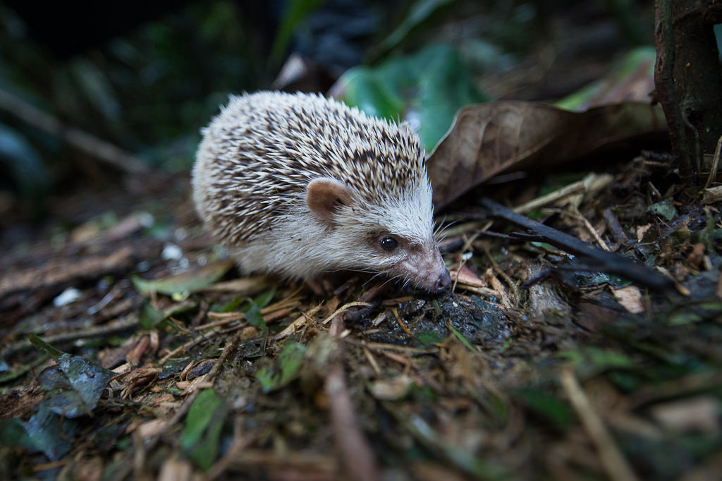 Randers - Tropical Zoo