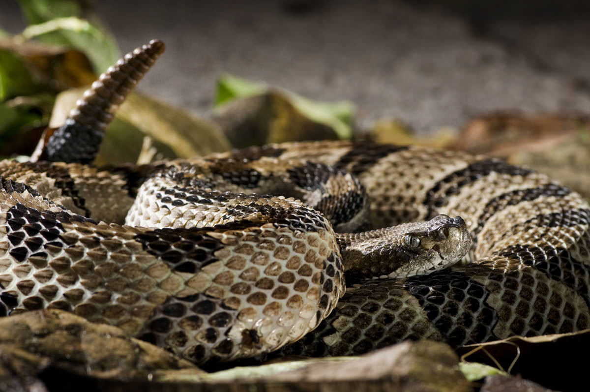 Diamant klapperslange: Randers Regnskov Tropical Zoo