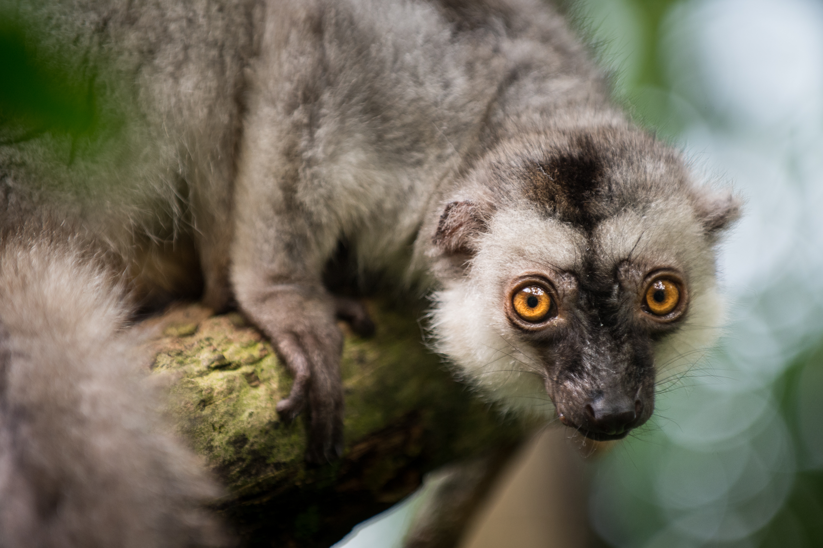 brun lemur: Randers Regnskov - Zoo